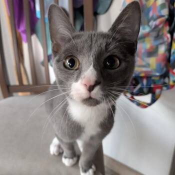 Hippo -  American Shorthair Cat for Adoption in Minneapolis, Minnesota - Hippo | PetCurious