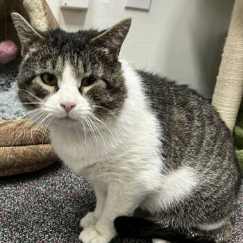 Rescue Domestic Short Hair Cats for Adoption in Buffalo, New York - Bert Simmons | PetCurious