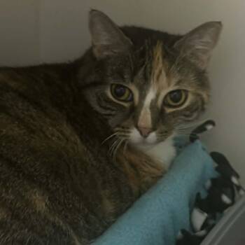 American Shorthair Cats Available for Adoption in Bethel, Connecticut - Shiloh | PetCurious