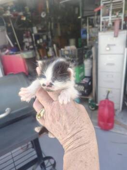 Mario -  Domestic Long Hair Cat for Adoption in Deltona, Florida - Mario | PetCurious