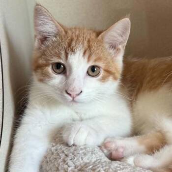 Sunny 260612 -  Domestic Short Hair Cat for Adoption in Gladstone, Michigan - Sunny 260612 | PetCurious