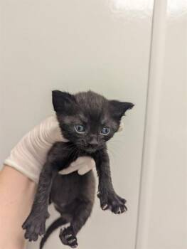 JASMINE -  Domestic Short Hair Cat for Adoption in Ontario, California - JASMINE | PetCurious