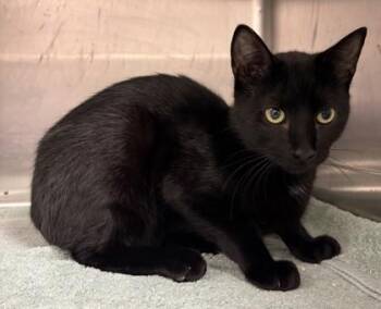 MoMo -  Domestic Short Hair Cat for Adoption in Savannah, Georgia - MoMo | PetCurious