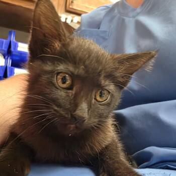 Twinkle 060410U -  Domestic Short Hair Cat for Adoption in Tupelo, Mississippi - Twinkle 060410U | PetCurious