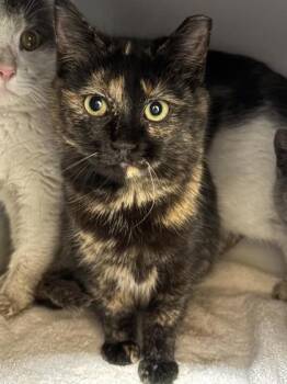 Domestic Short Hair Cats Available for Adoption - Sasha | PetCurious