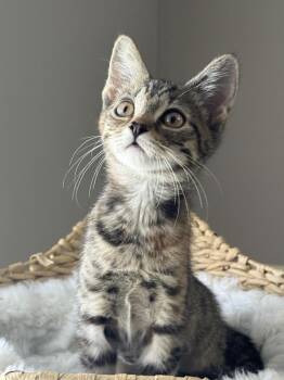 Zendaya -  Domestic Short Hair Cat for Adoption in West Palm Beach, Florida - Zendaya | PetCurious