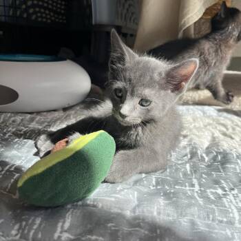 Wolfie -  Domestic Short Hair Cat for Adoption in Bedford, New Hampshire - Wolfie | PetCurious