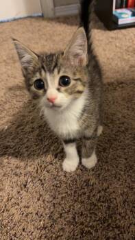 Tabby and Domestic Short Hair Cats Available for Adoption - Nick | PetCurious