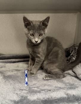 -Pearl -  Domestic Short Hair Cat for Adoption in Red Bluff, California - -Pearl | PetCurious
