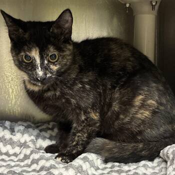 Rescue Domestic Short Hair Cats for Adoption in Elbow Lake, Minnesota - Tawny | PetCurious