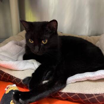 Domestic Short Hair Cats Available for Adoption in Mankato, Minnesota - Figment | PetCurious
