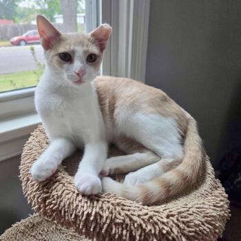 Sticky -  Domestic Short Hair Cat for Adoption in Richmond, Virginia - Sticky | PetCurious
