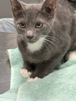 Rescue Domestic Short Hair Cats for Adoption in Saint Francisville, Louisiana - Gilligan | PetCurious