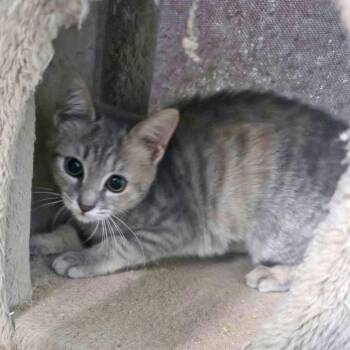 Lily -  Tabby and Domestic Short Hair Cat for Adoption in Harrisburg, Pennsylvania - Lily | PetCurious