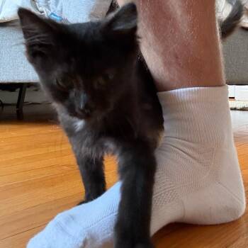 Filbert -  Domestic Short Hair Cat for Adoption - Filbert | PetCurious