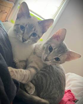 Hippo and Patra -  Siamese and Domestic Short Hair Cat for Adoption in Lenexa, Kansas - Hippo And Patra | PetCurious