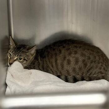 Domestic Short Hair Cats Available for Adoption in Hawthorne, California - Kite | PetCurious