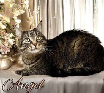 Rescue Domestic Short Hair Cats for Adoption in Joplin, Missouri - Angel 33841 | PetCurious