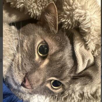 Franklin -  Domestic Short Hair Cat Available for Adoption in Lions Bay, British Columbia - Franklin | PetCurious