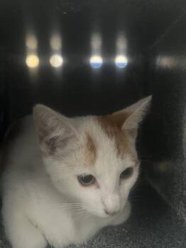 Domestic Medium Hair Cats Available for Adoption in Dallas, Texas - TRAV | PetCurious