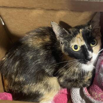 Domestic Short Hair Cats Available for Adoption in Clearwater, Florida - Zoey | PetCurious