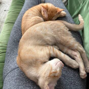 Phineas -  Domestic Short Hair Cat for Adoption in Los Angeles, California - Phineas | PetCurious