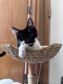 Domino -  Domestic Short Hair Cat for Adoption in Hillsboro, Oregon - Domino | PetCurious