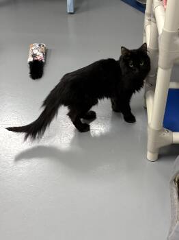 Sable -  Domestic Long Hair Cat for Adoption in Big Rapids, Michigan - Sable | PetCurious