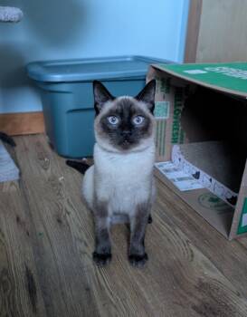 Rescue Siamese Cats for Adoption in Cranbrook, British Columbia - Elsa | PetCurious