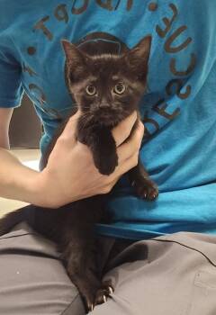 Linguine -  Domestic Short Hair Cat for Adoption in Dickson, Tennessee - Linguine | PetCurious