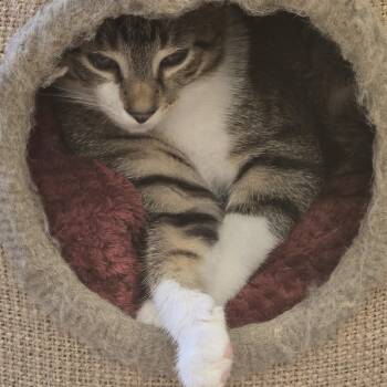 Verene -  Domestic Short Hair Cat for Adoption in Philadelphia, Pennsylvania - Verene | PetCurious