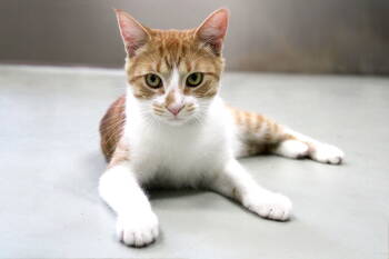 Rescue Domestic Short Hair Cats for Adoption in Buford, Georgia - Farley | PetCurious