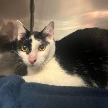 Stanley -  Domestic Short Hair Cat for Adoption in Lake Panasoffkee, Florida - Stanley | PetCurious