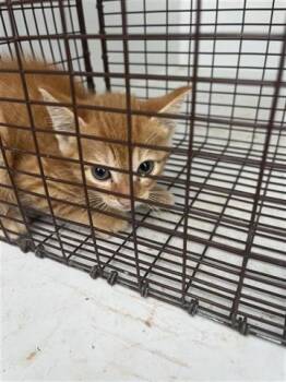 Domestic Short Hair Cats Available for Adoption in Houston, Texas - A655677 | PetCurious