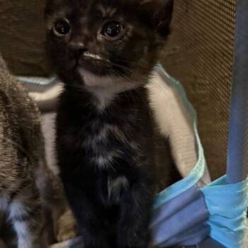 Poppy -  Domestic Long Hair Cat for Adoption in Tampa, Florida - Poppy | PetCurious