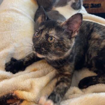 Rescue Domestic Short Hair Cats for Adoption in Aspinwall, Pennsylvania - Yinzer Sundae | PetCurious