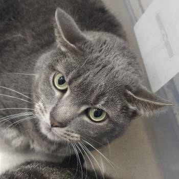 Rescue Domestic Short Hair Cats for Adoption in Evansville, Indiana - Timone | PetCurious