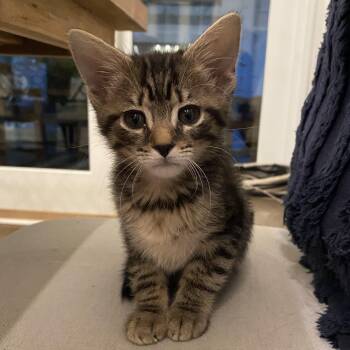 Maverick -  Domestic Short Hair Cat for Adoption in Beaufort, South Carolina - Maverick | PetCurious