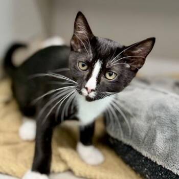 Ryan -  Domestic Short Hair Cat for Adoption in Atlanta, Georgia - Ryan | PetCurious