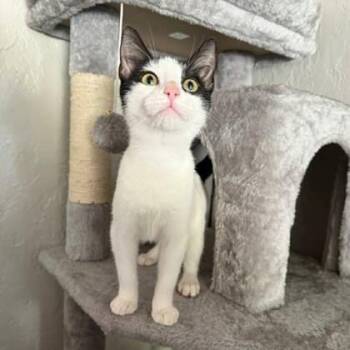 Dani -  Domestic Short Hair Cat for Adoption in Warr Acres, Oklahoma - Dani | PetCurious