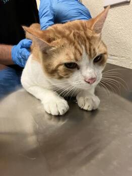 LUIS -  Domestic Short Hair Cat Available for Adoption in Long Beach, California - LUIS | PetCurious
