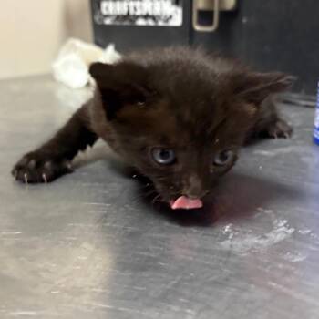 Domestic Short Hair Cats Available for Adoption in Yuma, Arizona - Jerry Garcia | PetCurious
