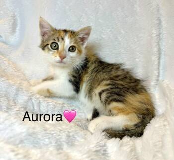 Aurora -  Calico Cat Available for Adoption in Copley, Ohio - Aurora | PetCurious