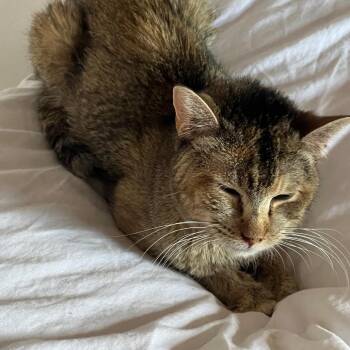 Jasmine -  Domestic Short Hair Cat for Adoption in Taos, New Mexico - Jasmine | PetCurious
