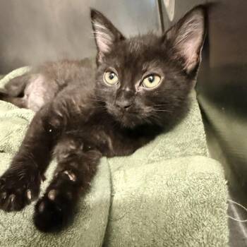 Kona -  Domestic Short Hair Cat for Adoption in Palm Springs, California - Kona | PetCurious
