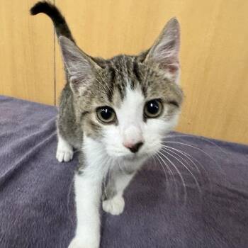Bert -  Domestic Short Hair Cat for Adoption in Brentwood, Missouri - Bert | PetCurious