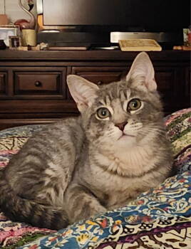 Rescue Domestic Short Hair Cats for Adoption in Riverside, California - River | PetCurious