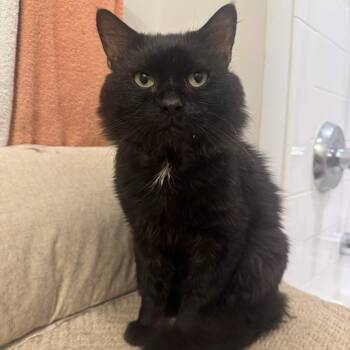 Bowie -  Domestic Medium Hair Cat for Adoption in Weehawken Township, New Jersey - Bowie | PetCurious