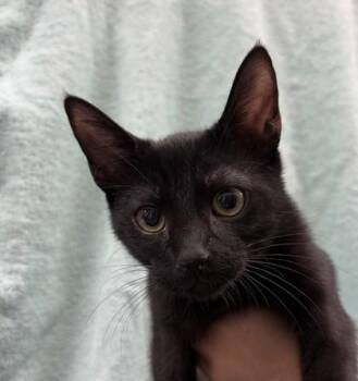Ciara Miller -  Domestic Short Hair Cat for Adoption in Honolulu, Hawaii - Ciara Miller | PetCurious