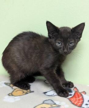Erik -  Domestic Short Hair Cat for Adoption in Taylorsville, North Carolina - Erik | PetCurious